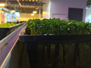 Photo of Microgreens at Vertical Harvest